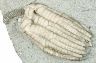 Fossil Crinoid (Sarocrinus) - Crawfordsville, Indiana #291753