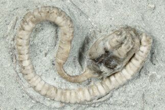 Fossil Crinoid (Camptocrinus) - Crawfordsville, Indiana #291762