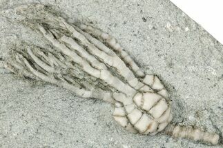 Fossil Crinoid (Pachyiocrinus) - Crawfordsville, Indiana #291764
