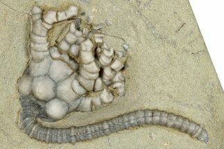 Fossil Crinoid (Cyathocrinites) - Crawfordsville, Indiana #291790