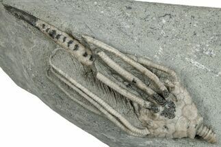 Fossil Crinoid (Macrocrinus) - Crawfordsville, Indiana #291797