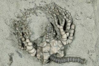 Fossil Crinoid (Cyathocrinites) - Crawfordsville, Indiana #291801