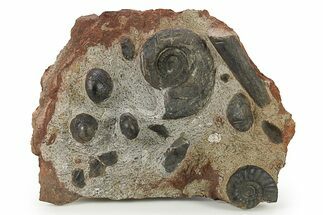 Plate of Devonian Ammonite & Cephalopod Fossils - Morocco #291031