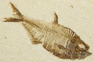 Detailed Fossil Fish (Diplomystus) - Wyoming #292338
