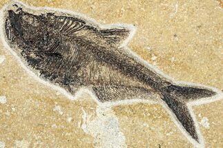 Beautiful Fossil Fish (Diplomystus) - Ash Layer #292347