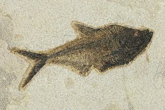 Beautiful Fossil Fish (Diplomystus) - Wyoming #292452