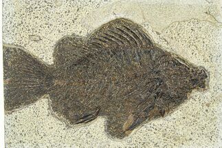 Fossil Fish (Cockerellites) - Wyoming #292383