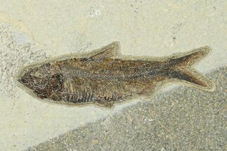 Detailed Fossil Fish (Knightia) - Wyoming #292516