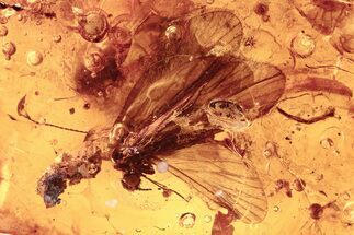 Detailed Fossil Caddisfly (Trichoptera) In Baltic Amber #292431