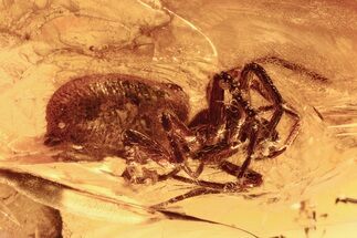 Detailed Fossil Spider (Araneae) In Baltic Amber #292438