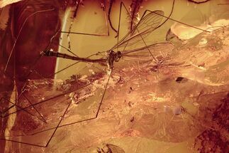 Detailed Fossil Crane Fly (Limoniidae) In Baltic Amber #292442