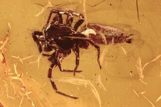 Detailed Fossil Jumping Spider (Salticidae) In Baltic Amber #292473