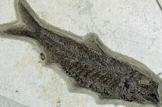 Detailed Fossil Fish (Knightia) - Huge for Species! #292525
