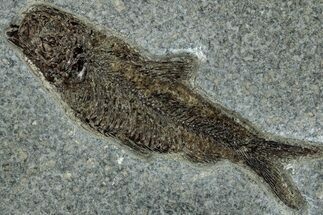 Detailed Fossil Fish (Knightia) - Wyoming #292540