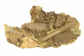 Fossil Dinosaur Teeth, Bones & Tendons in Sandstone - Wyoming #292576
