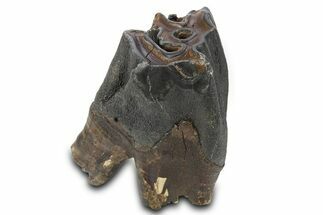Fossil Woolly Rhino (Coelodonta) Tooth - Siberia #292588