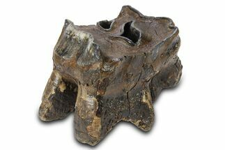 Fossil Woolly Rhino (Coelodonta) Tooth - Siberia #292591