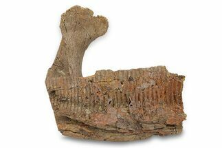 Fossil Hadrosaur (Edmontosaurus) Mandible Bone - Wyoming #292612