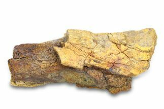 Dinosaur Bone Section - Wyoming #292618