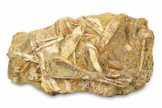 Fossil Dinosaur Bones & Tendons in Sandstone - Wyoming #292620
