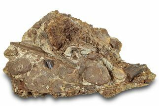 Fossil Dinosaur Tooth, Bones & Tendons in Sandstone - Wyoming #292627