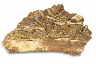 Fossil Dinosaur Teeth, Bones & Tendons in Sandstone - Wyoming #292642