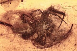 Detailed Fossil Jumping Spider (Salticidae) In Baltic Amber #292740
