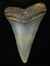 Fossil Mako Shark Tooth - North Carolina #16612
