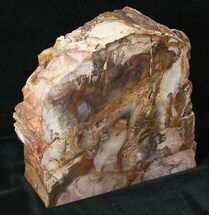Richly Colored Petrified Wood Section - Madagascar #16901