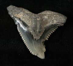 Large Hemipristis Shark Tooth - South Carolina #17208