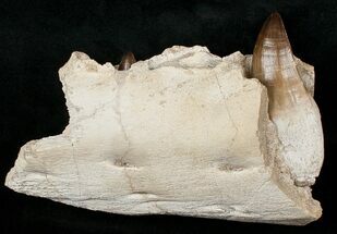 Awe Inspiring Mosasaur (Prognathodon) Jaw Section - #17376