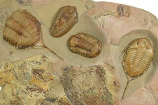 Megistaspis Trilobite, Symphysurus, Colpocoryphe & Graptolites #334779