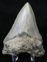 Sharply Serrated Megalodon Tooth - North Carolina #18591