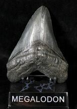 Dark Megalodon Tooth - South Carolina #19062