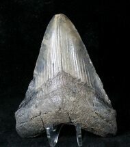 Tan Megalodon Tooth #19958