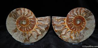 Beautiful Inch Split And Polished Ammonite #374