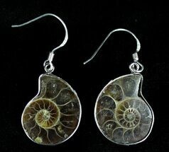 Stylish Fossil Ammonite Earrings #21065