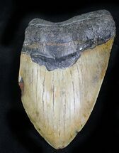 Partial Megalodon Tooth - Monster Tooth! #21943