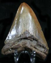 Glossy, Brown Megalodon Tooth #21974