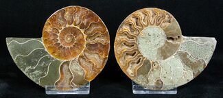 / Inch Polished Ammonite - Crystal Pockets #3311