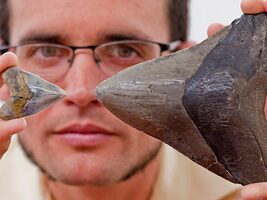 Megalodon Shark Nursery Found in Panama