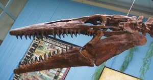 Kansas State Fossil - Tylosaurus & Pteranodon