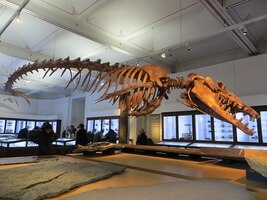 Alabama State Fossil - Basilosaurus