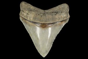 Georgia State Fossil - Fossil Shark Teeth