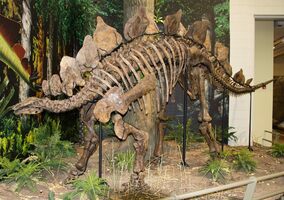 Did Dinosaurs Have Two Brains?  The Myth Of The Butt Brain