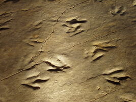 Connecticut State Fossil - Dinosaur Tracks (Eubrontes giganteus)