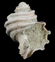 Maryland State Fossil - Gastropod (Ecphora gardnerae)