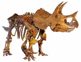 South Dakota State Fossil - Triceratops Horridus For Sale