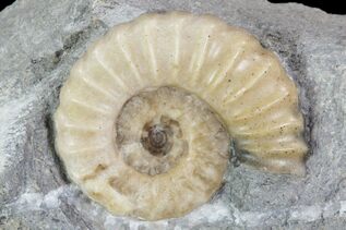 What are agatized fossils? For Sale