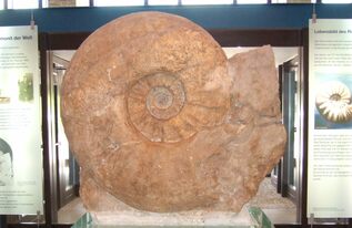 What Is The Largest Ammonite Ever Found?  For Sale